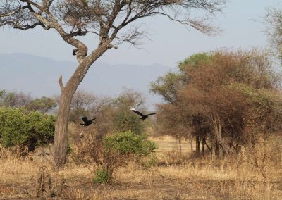 afrique-sauvage-grands-espaces-tanzanie-safari-savane
