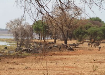 animaux-sauvages-afrique-parc-tarangire-savane-safari