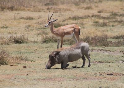 animaux-sauvages-safari-savane-cratere-ngorongoro-tanzanie