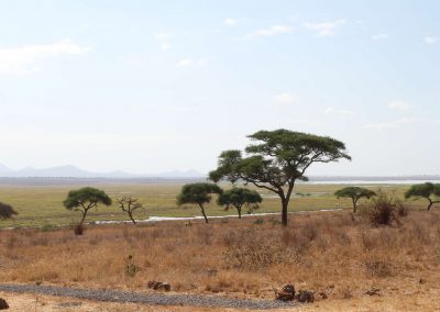 beau-paysage-parc-tarangire-tanzanie-afrique-savane-safari