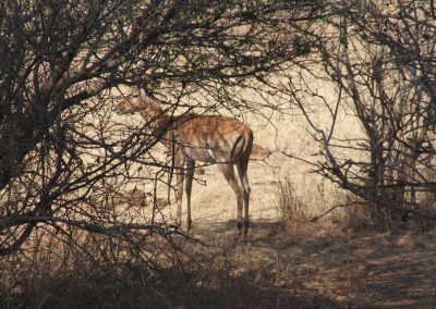 biche-savane-parc-tarangire-afrique-safari-savane-tanzanie