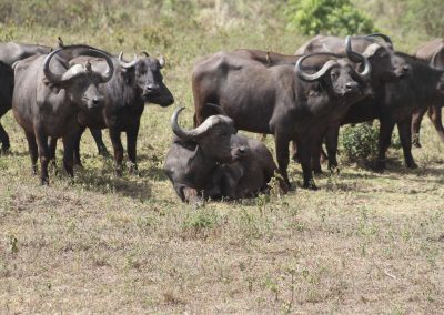 buffle-parc-national-arusha-tanzanie-safari
