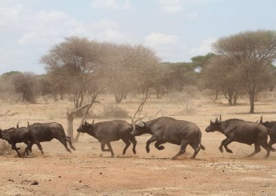 buffles-savane-parc-tarangire-afrique-tanzanie-safari
