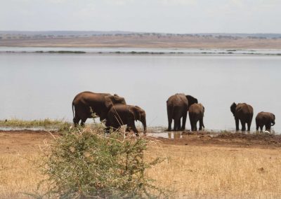 elephant-famille-parc-tarangire-tanzanie-afrique-safari-savane