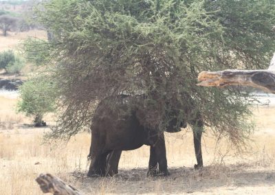 elephant-parc-tarangire-afrique-tanzanie-safari-savane
