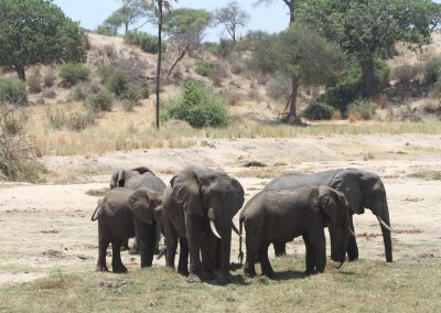 elephants-tarangire-tanzanie-afrique-savane-safari