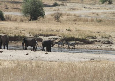 elephants-zebres-parc-tarangire-afrique-safari-savane