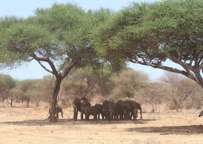 famille-elephants-parc-tarangire-savane-safari-tanzanie-afrique