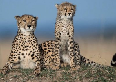 famille-guepards-tanzanie-safari-decouverte-voyage