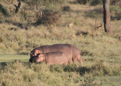 Famille d'hippopotames