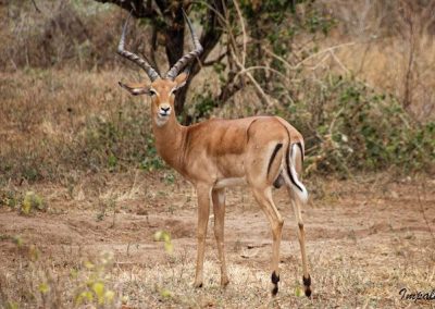 gazelle-safari-tanzanie-decouverte-voyage