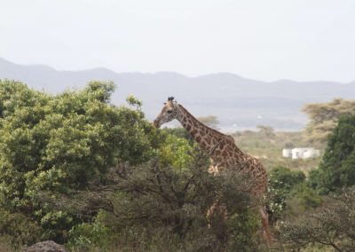 girafe-arusha-tanzanie-kilimandjaro-safari-decouverte