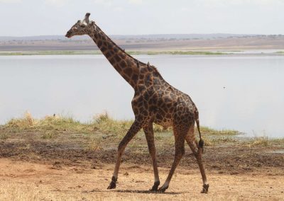 girafe-majestueuse-parc-tarangire-tanzanie-safari-savane