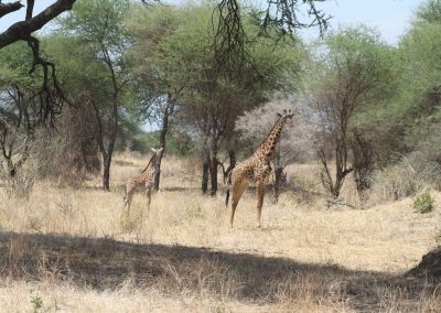 girafe-parc-national-tarangire-tanzanie-afrique-savane-safari