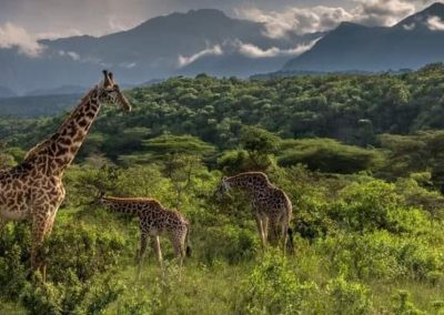 girafe-tanzanie-safari-decouverte-voyage