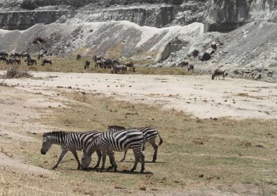 gnous-zebres-parc-tarangire-tanzanie-afrique-savane-safari