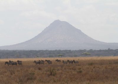 grande-etendue-zebre-parc-tarangire-afrique-savane-safari-tanzanie