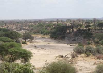 grands-espaces-parc-tarangire-tanzanie-afrique-safari-savane