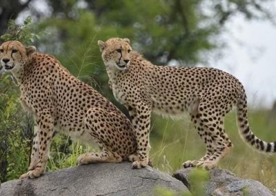 guepard-tanzanie-safari-decouverte-voyage