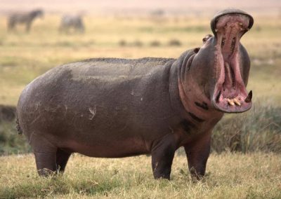 hippopotame-tanzanie-safari-decouverte-voyage