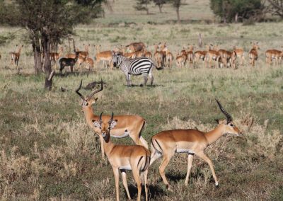 impalas-parc-serengeti-tanzanie-safari-savane-grands-espaces