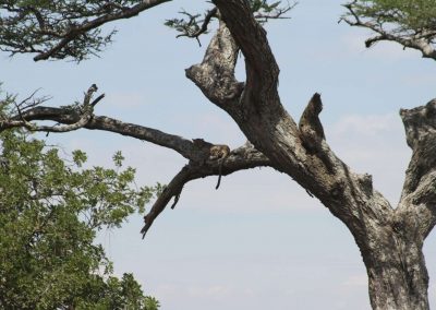 leopard-parc-serengeti-tanzanie-safari-savane