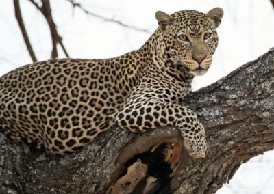 leopard-safari-tanzanie-decouverte-voyage