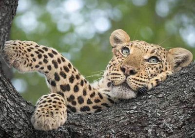 leopard safari en tanzanie