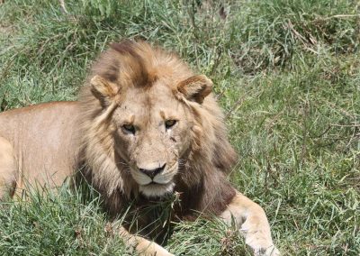 lion-parc-serengeti-tanzanie-safari-savane