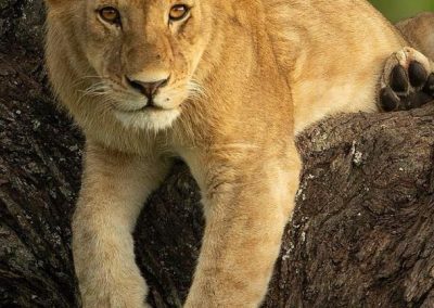 lionceau-tanzanie-safari-decouverte-voyage