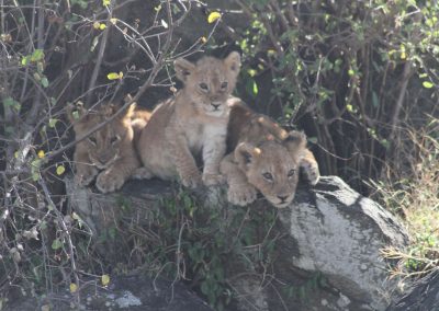 lionceaux-parc-serengeti-afrique-tanzanie-safari-savane