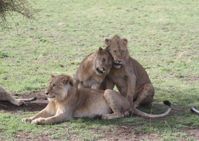 Famille de lions