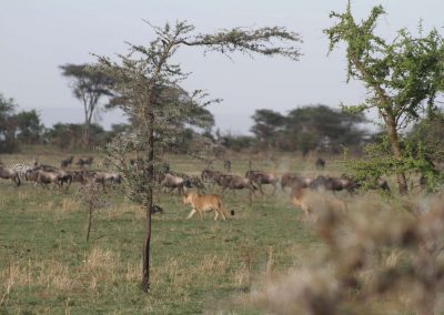 lions-gnous-savane-parc-serengeti-tanzanie-safari