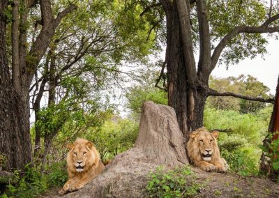 lions-tanzanie-safari-decouverte-voyage