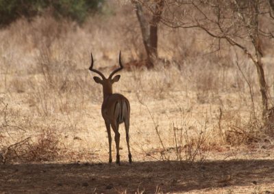 magnifique-impala-parc-tarangire-afrique-tanzanie-safari-savane
