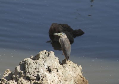 oiseau-parc-tarangire-afrique-tanzanie-safari-savane