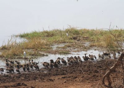 oiseaux-parc-tarangire-tanzanie-afrique-safari-savane