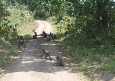 parc-national-arusha-tanzanie-safari-balade-singes