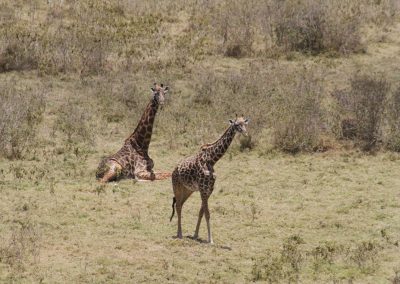 parc-national-arusha-tanzanie-safari-girafe-kilimandjaro