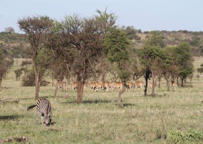 parc-serengeti-grands-espaces-tanzanie-savane-safari
