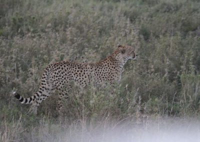 parc-serengeti-guepard-tanzanie-safari-savane