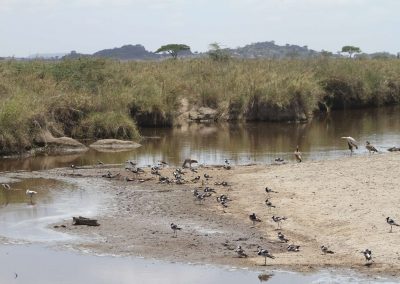 parc-serengeti-oiseaux-tanzanie-safari-savane