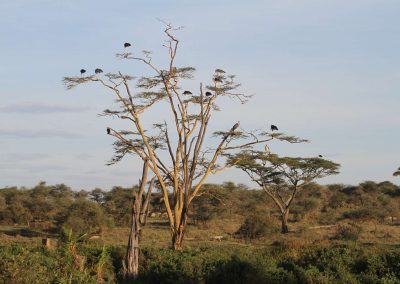 parc-serengeti-vastes-etendues-tanzanie-safari-savane