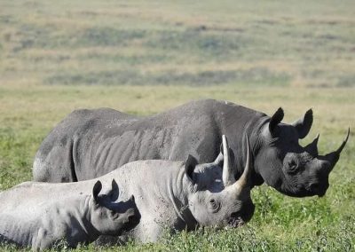 famille rhinocéros safari en tanzanie