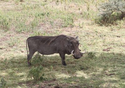 savane-phacochere-parc-national-arusha-tanzanie-kilimandjaro-safari
