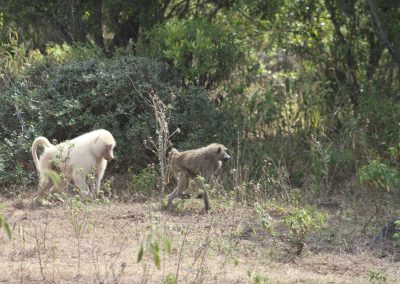 singe-blanc-parc-national-arusha-tanzanie-safari