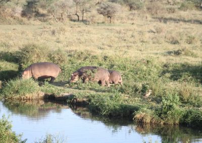 tanzanie-famille-hippopotames-parc-serengeti-safari-savane