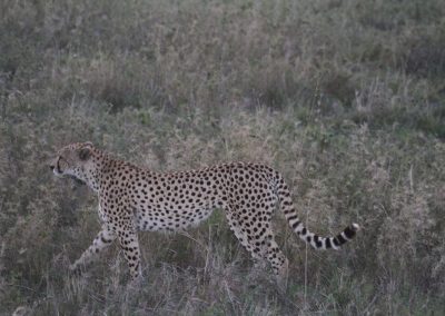 tanzanie-guepard-parc-serengeti-savane-safari