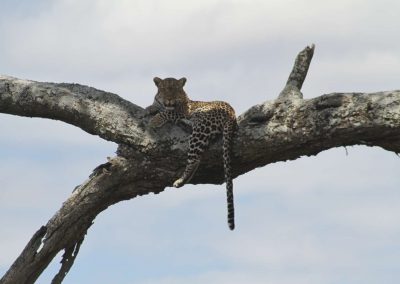 tanzanie-leopard-parc-serengeti-savane-safari-afrique
