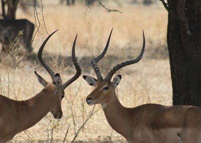 tarangire-national-park-tanzanie-afrique-safari-savane